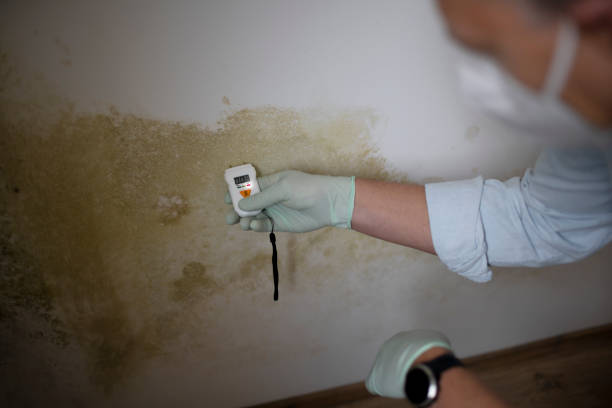 Home Mold Removal in Fountainebleau, FL