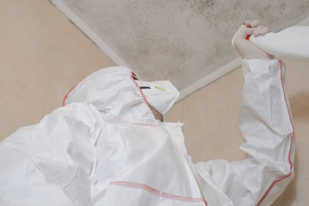 Best Commercial Mold Removal  in Fountainebleau, FL