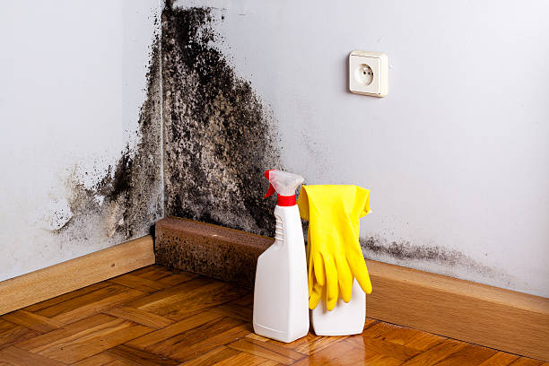 Best Black Mold Removal  in Fountainebleau, FL